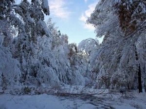 Fallen trees block the road in Granby after the October 2011 snowstorm that cut power to millions. A state contract caused some municipalities to pay more than double the market rate for many services, wasting at least $20 million. Photo courtesy of Dave Ginsberg via Wikipedia.